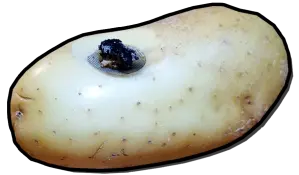 how to make a potato pipe