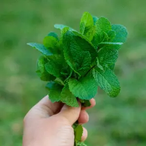 DaVinci IQC flavour chamber mint test