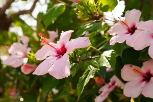 can you vape hibiscus