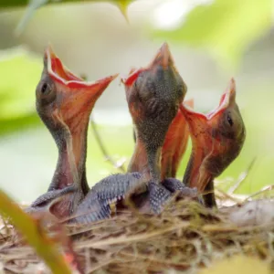 birds and babies joke