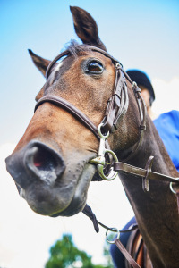 buying a race horse joke