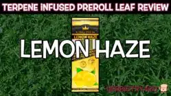 lemon haze pre roll papers