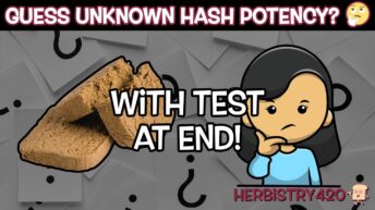 guess cannabis hash potency test