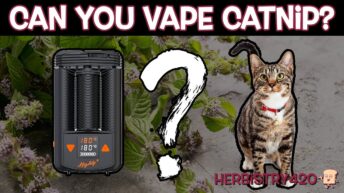 can you vape catnip