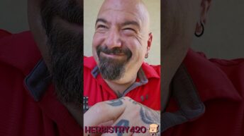 stoner adventure sandwich dreams