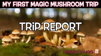 first time magic mushrooms trip