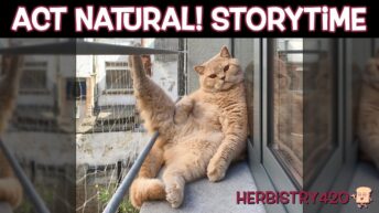 coming down from mushrooms storytime