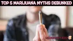 cannabis myths debunked top 5