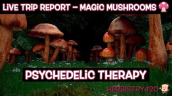 psilocybin mushroom trip report