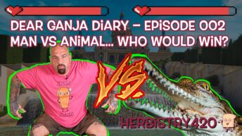 man vs animal who would win stoned