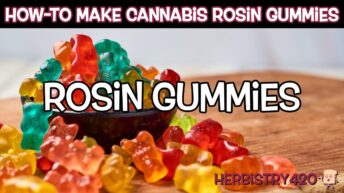 cannabis rosin gummy recipe