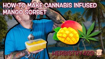 cannabis infused mango sorbet recipe