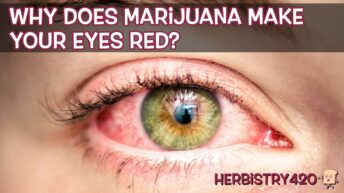 why does weed make your eyes red