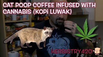 cat poop coffee cannabis infused