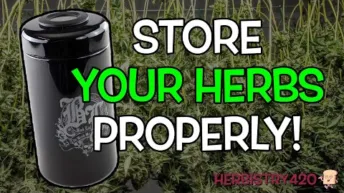 Black Leaf violet glass jar review with built-in thermometer and hygrometer